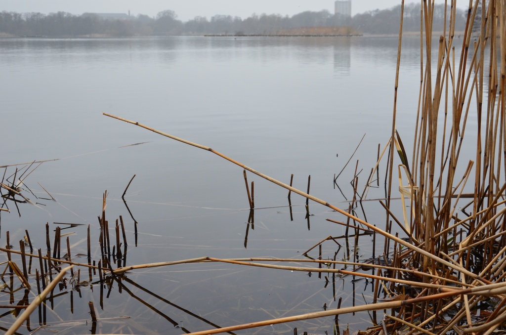 2018-04-14 Copenhagen/Utterslev Mose/DSC_0038.JPG